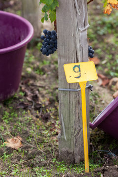 vigne raisin vendange parcelle