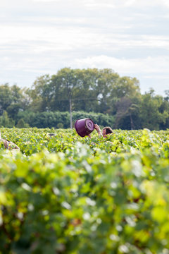 vigne vendange