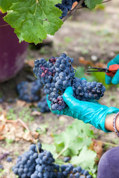 vigne vendange raisin