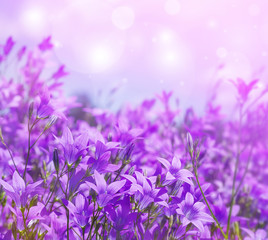 Fototapeta premium Summer bright background with blooming flowers bells