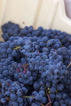 vigne raisin vendange