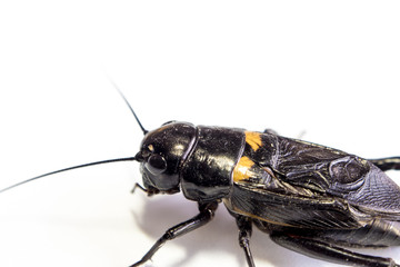 Common black cricket , isolated insect on white background