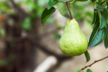 Single pear hanging from tree branch. Copy space