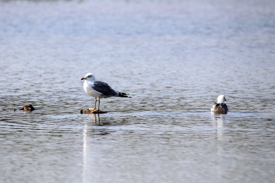 Seagulls on the water