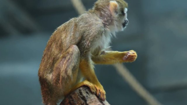 Squirrel monkey sitting on the tree in zoo aviary and eating