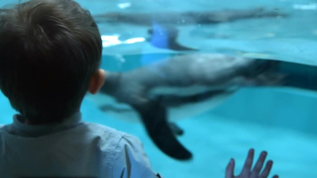 Back view of a child looking at pool in glass aviary with Humboldt penguins swimming underwater. Visiting zoo and getting know new animals