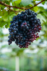 Bunch of red grapes with its branch