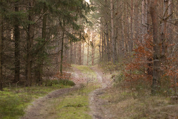 waldweg