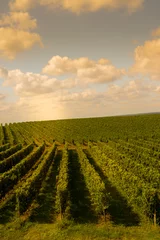 Deurstickers Wijngaard Sunset, Landscape, Bordeaux Wineyard, France