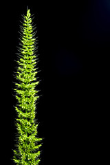 Close up the freshness jungle rice weed on black backgroud