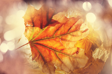 Autumn leaves