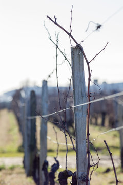 vigne l'hiver