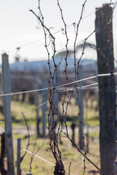 vigne l'hiver