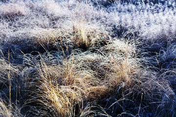 Frozen grass