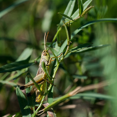 Macro photo of grasshopper sitting in grass on meadow in sunny summer day