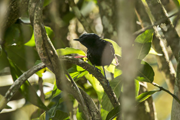Ave (vertebrado) | Bird photographed in Viana, Espírito Santo - Southeast of Brazil. Atlantic Forest Biome.