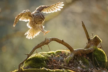 Crédence de cuisine en verre imprimé Hibou Landing Tawny owl with outstretched wings