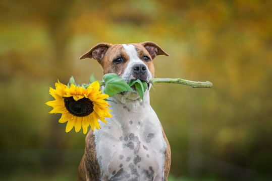 American staffordshire terrier dog holding a sunflower in its mouth in autumn