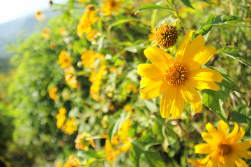 Yellow Cosmos