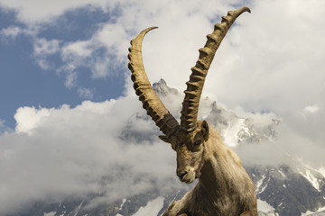 Alpine ibex on a background of mountains. - obrazy, fototapety, plakaty