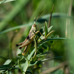Macro photo of grasshopper sitting in grass on meadow in sunny summer day