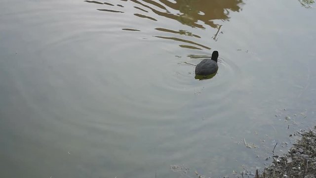 A waterfowl swims along an old pond