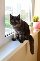 Five-month-old kitten sits on windowsill