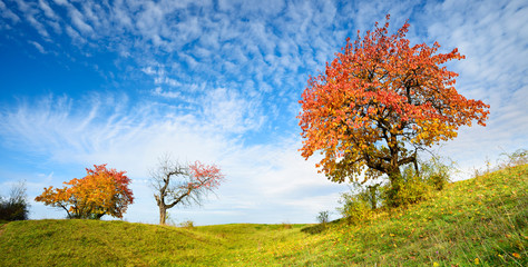 Autumn Landscape, Cherry Trees in Orchard with  Leaves Changing Colour