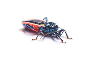 Assassin Bug or Hemiptera bug isolated on white background