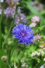 Kornblume (Cyanus segetum), Blüten