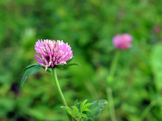 Obraz premium Roter Klee