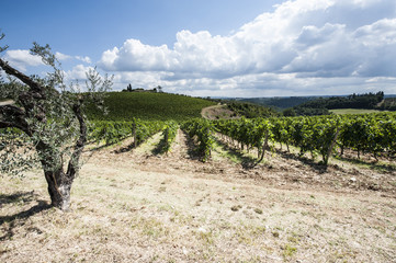 Fototapeta na wymiar Wine farm surrounded with vineyards