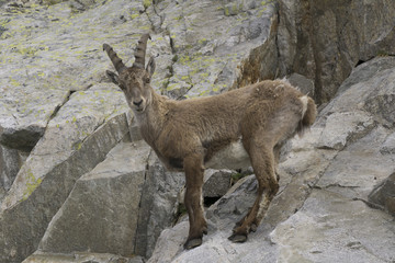 Ibex on a rock. French Alps.