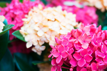 spike flower red in nature ( Common Name Ixora coccinea, Rubiaceae) in spring.