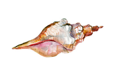 Watercolor illustration, hand drawn white seashell isolated object on white background.