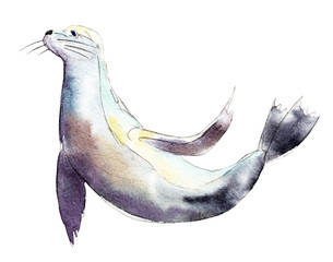 Watercolor seal,  hand-drawn illustration isolated on white background.