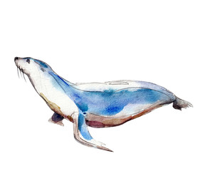 Watercolor seal,  hand-drawn illustration isolated on white background.