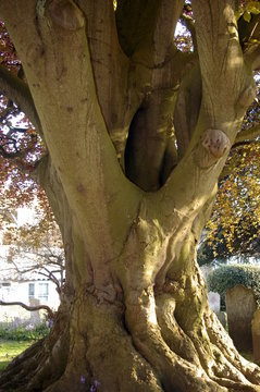Arbre ancien