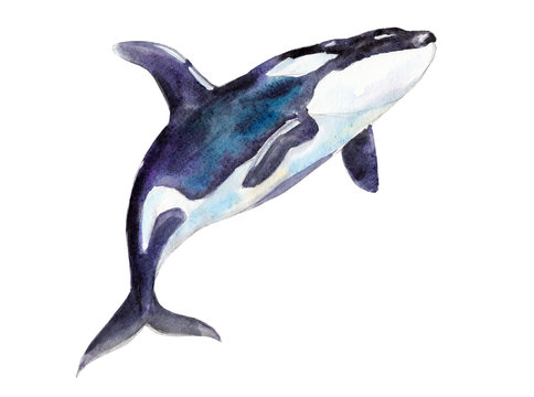 Watercolor orca, hand-drawn illustration isolated on white background.
