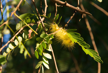 Yellow caterpillar insect on green..