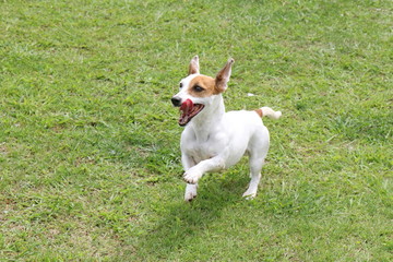 ジャックラッセルテリア