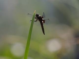 Libelle im Schilf