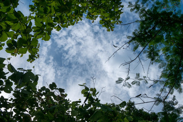Branch tree with blue sky background on the nature