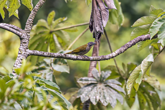 Tempera-viola (Saltator maximus) | Buff-throated Saltator photographed in Viana, Esp&iacute;rito Santo - Southeast of Brazil. Atlantic Forest Biome.