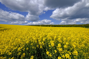 Rapsfeld im Frühsommer