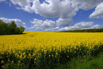 Rapsfeld im Frühsommer