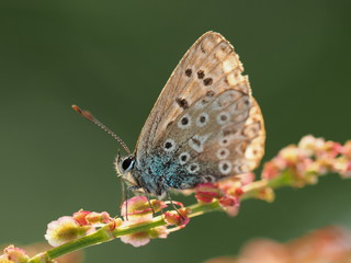 Obraz premium Hauhechel-Bläuling, Polyommatus icarus, Gemeiner Bläuling, Schmetterling