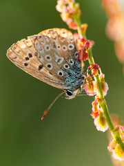 Hauhechel-Bläuling, Polyommatus icarus, Gemeiner Bläuling, Schmetterling
