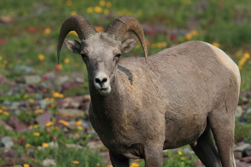 Bighorn Sheep Glacier National Park Montana USA