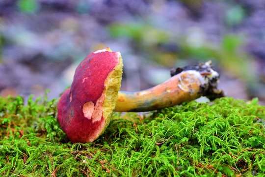 hortiboletus rubellus mushroom